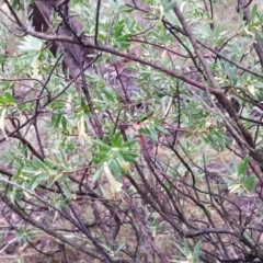 Styphelia triflora at Jerrabomberra, NSW - 9 Apr 2017