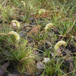 Diplodium truncatum at Yass River, NSW - suppressed