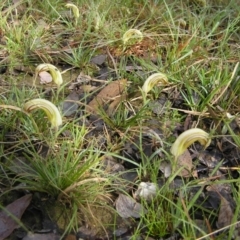 Diplodium truncatum (Little Dumpies, Brittle Greenhood) at Gang Gang at Yass River - 2 Apr 2012 by SueMcIntyre