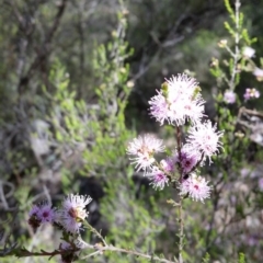 Kunzea parvifolia (Violet Kunzea) at Mount Jerrabomberra - 5 Nov 2016 by roachie