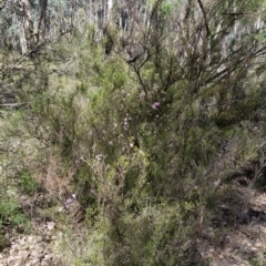 Kunzea parvifolia at Karabar, NSW - 5 Nov 2016