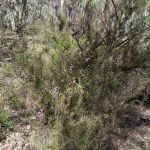 Kunzea parvifolia at Karabar, NSW - 5 Nov 2016