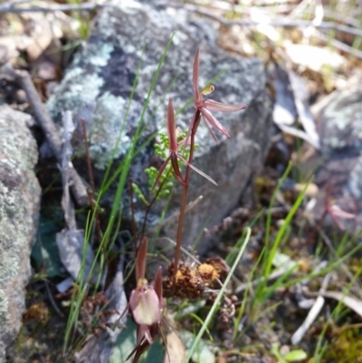Cyrtostylis reniformis (Common Gnat Orchid) at Mount Jerrabomberra - 27 Sep 2015 by roachie