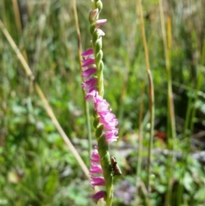 Spiranthes australis at Paddys River, ACT - 29 Jan 2017