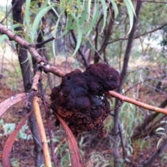Uromycladium (genus) (A gall forming rust fungus) at Hughes, ACT - 4 Apr 2017 by ruthkerruish