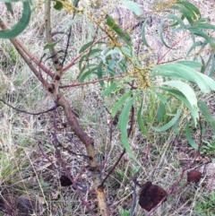 Uromycladium (genus) at Hughes, ACT - 4 Apr 2017 12:00 AM