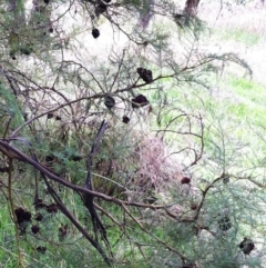 Uromycladium (genus) at Hughes, ACT - 4 Apr 2017 12:00 AM