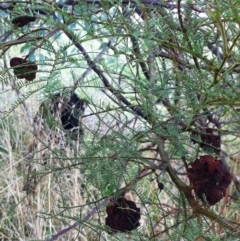 Uromycladium (genus) at Hughes, ACT - 4 Apr 2017 12:00 AM