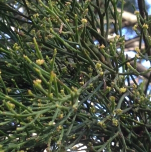 Exocarpos cupressiformis at Burra, NSW - 11 Apr 2017