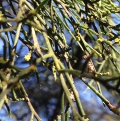 Exocarpos cupressiformis at Burra, NSW - 11 Apr 2017 05:58 PM