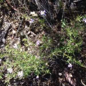 Vittadinia cuneata var. cuneata at Burra, NSW - 11 Apr 2017