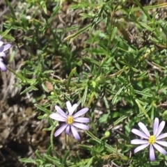 Vittadinia cuneata var. cuneata at Burra, NSW - 11 Apr 2017