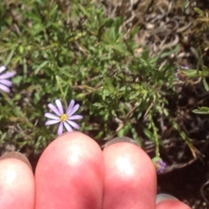 Vittadinia cuneata var. cuneata at Burra, NSW - 11 Apr 2017