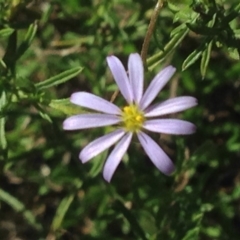 Vittadinia cuneata var. cuneata at Burra, NSW - 11 Apr 2017