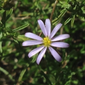 Vittadinia cuneata var. cuneata at Burra, NSW - 11 Apr 2017 06:01 PM