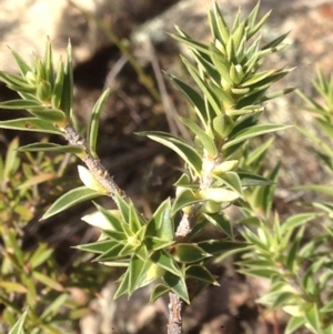 Melichrus urceolatus at Burra, NSW - 11 Apr 2017