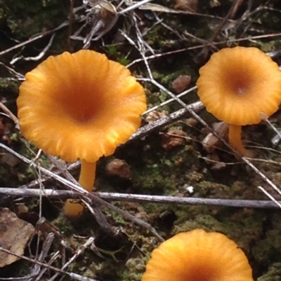 Lichenomphalia chromacea (Yellow Navel) at QPRC LGA - 11 Apr 2017 by Safarigirl