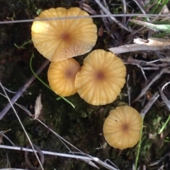 Lichenomphalia chromacea at Burra, NSW - 11 Apr 2017