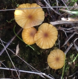 Lichenomphalia chromacea at Burra, NSW - 11 Apr 2017 06:03 PM