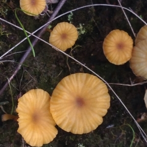 Lichenomphalia chromacea at Burra, NSW - 11 Apr 2017