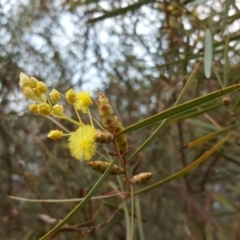 Acacia iteaphylla (Flinders Range Wattle) at Isaacs, ACT - 11 Apr 2017 by Mike