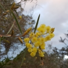 Acacia iteaphylla at Isaacs, ACT - 11 Apr 2017