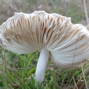 Macrolepiota sp. at Wanniassa Hill - 11 Apr 2017