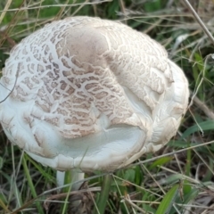 Macrolepiota sp. at Wanniassa Hill - 11 Apr 2017