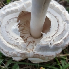 Macrolepiota sp. at Wanniassa Hill - 11 Apr 2017 04:49 PM