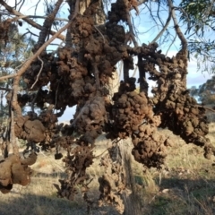 Uromycladium (genus) (A gall forming rust fungus) at Wanniassa Hill - 11 Apr 2017 by Mike