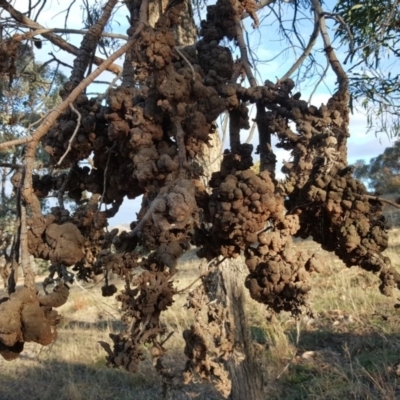 Uromycladium (genus) (A gall forming rust fungus) at Wanniassa Hill - 11 Apr 2017 by Mike