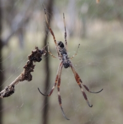 Trichonephila edulis at Canberra Central, ACT - 26 Mar 2017 05:18 PM