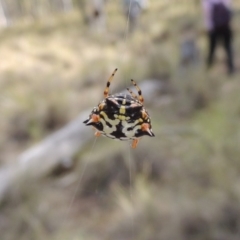 Austracantha minax (Christmas Spider, Jewel Spider) at Canberra Central, ACT - 26 Mar 2017 by michaelb