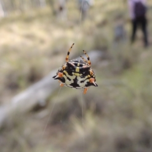 Austracantha minax at Canberra Central, ACT - 26 Mar 2017