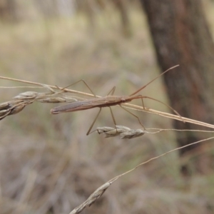 Mutusca brevicornis at Canberra Central, ACT - 26 Mar 2017