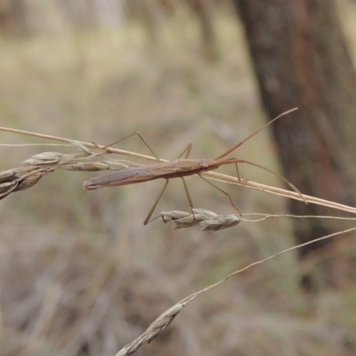 Mutusca brevicornis (A broad-headed bug) at Mount Majura - 26 Mar 2017 by michaelb