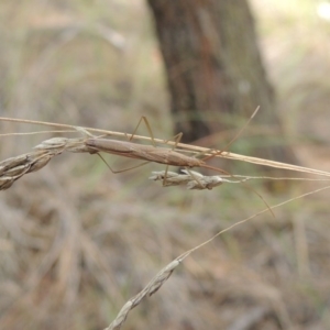 Mutusca brevicornis at Canberra Central, ACT - 26 Mar 2017