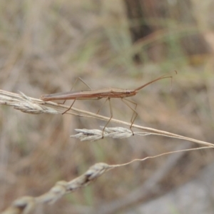 Mutusca brevicornis at Canberra Central, ACT - 26 Mar 2017