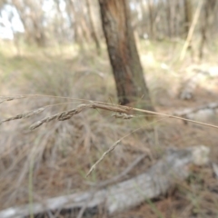 Mutusca brevicornis at Canberra Central, ACT - 26 Mar 2017