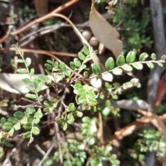 Bossiaea buxifolia (Matted Bossiaea) at Wanniassa Hill - 11 Apr 2017 by Mike