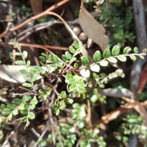 Bossiaea buxifolia at Fadden, ACT - 12 Apr 2017