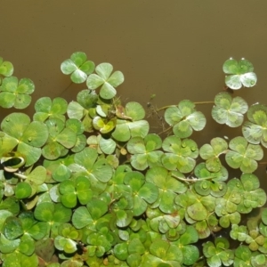 Marsilea mutica at Wanniassa Hill - suppressed