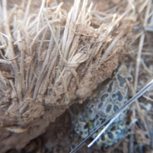 Limnodynastes tasmaniensis at Majura, ACT - 11 Apr 2017