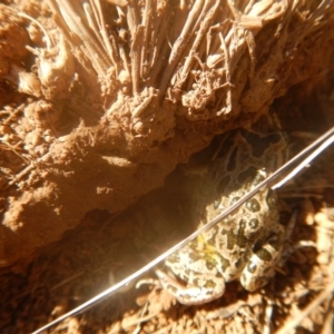 Limnodynastes tasmaniensis at Majura, ACT - 11 Apr 2017