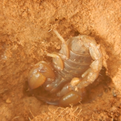 Urodacus manicatus (Black Rock Scorpion) at Wallaroo, NSW - 5 Apr 2017 by MichaelMulvaney