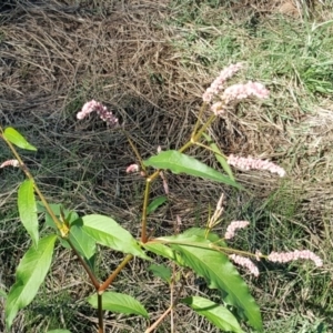 Persicaria lapathifolia at Wanniassa Hill - 12 Apr 2017