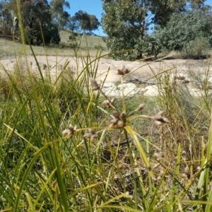 Bolboschoenus fluviatilis at Wanniassa Hill - 12 Apr 2017 10:29 AM