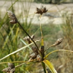 Bolboschoenus fluviatilis at Wanniassa Hill - 12 Apr 2017 10:29 AM