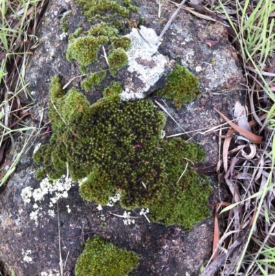 Grimmia sp. (A moss) at Hughes Garran Woodland - 9 Apr 2017 by ruthkerruish