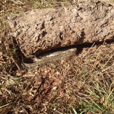 Morelia spilota (Carpet Python) at Mount Majura - 10 Apr 2017 by walter